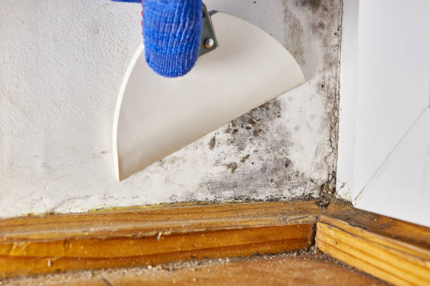 Best Post-Remediation Verification Testing  in Eastlake, OH