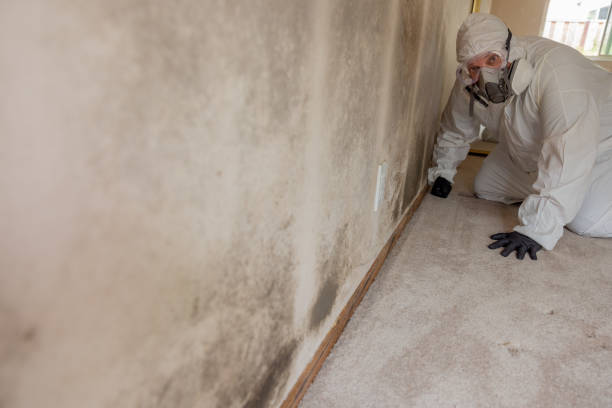 Best Asbestos and Lead Testing During Mold Inspection  in Eastlake, OH